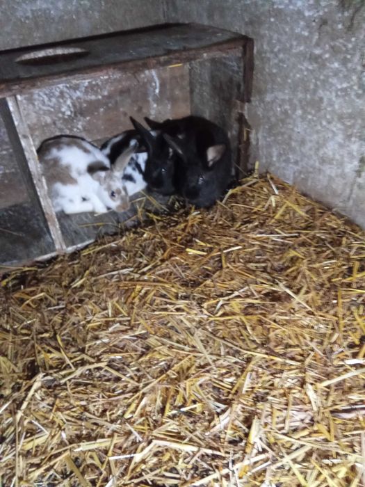 Vendo coelhos para fazer criação ou para consumo