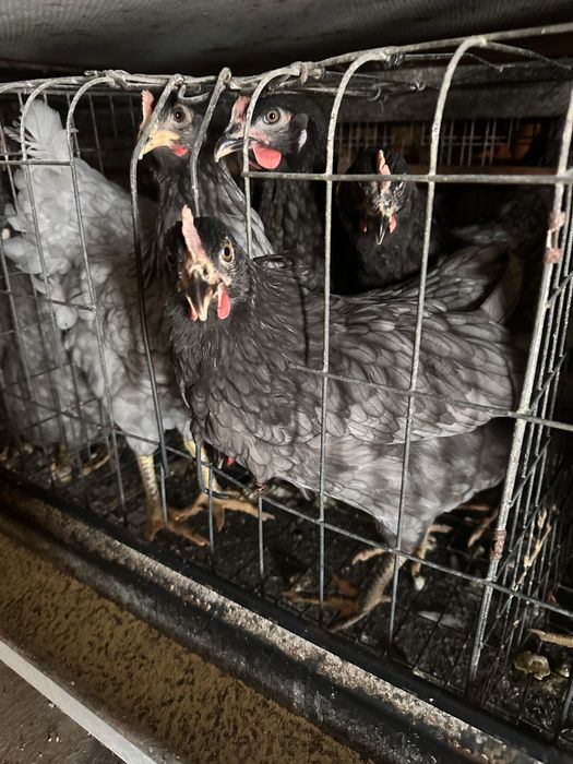 Продам курей породи Чеський Домінант