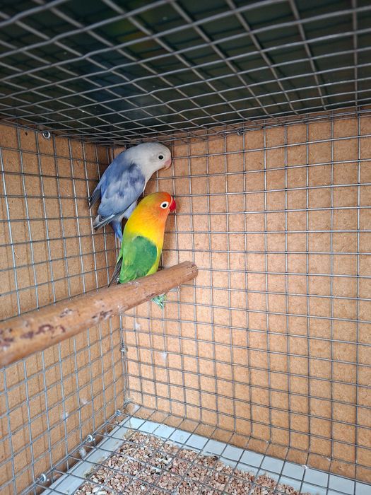 Lindo Casal de Agapornis Fischeris 2026