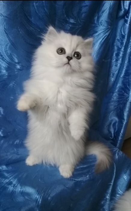 2,5 месяца серебристая шиншилла белый