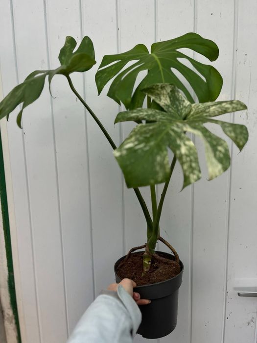 Monstera deliciosa mint