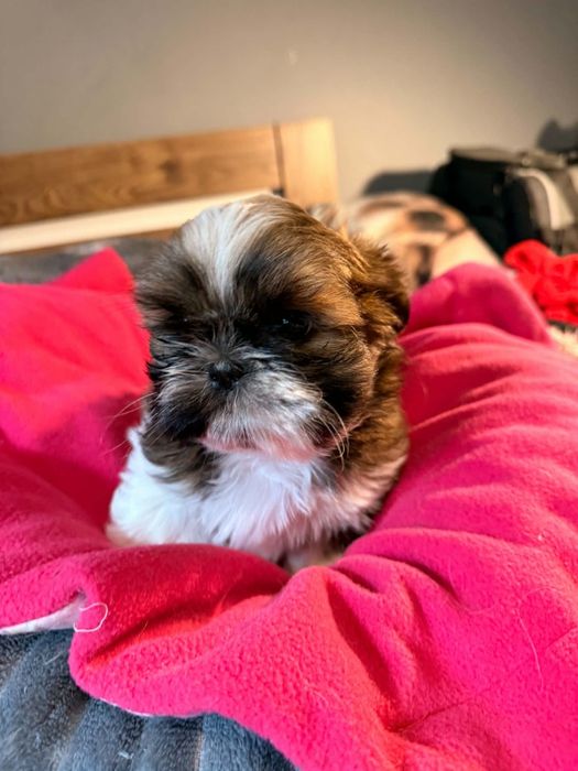 Urodziwy chłopczyk shih tzu