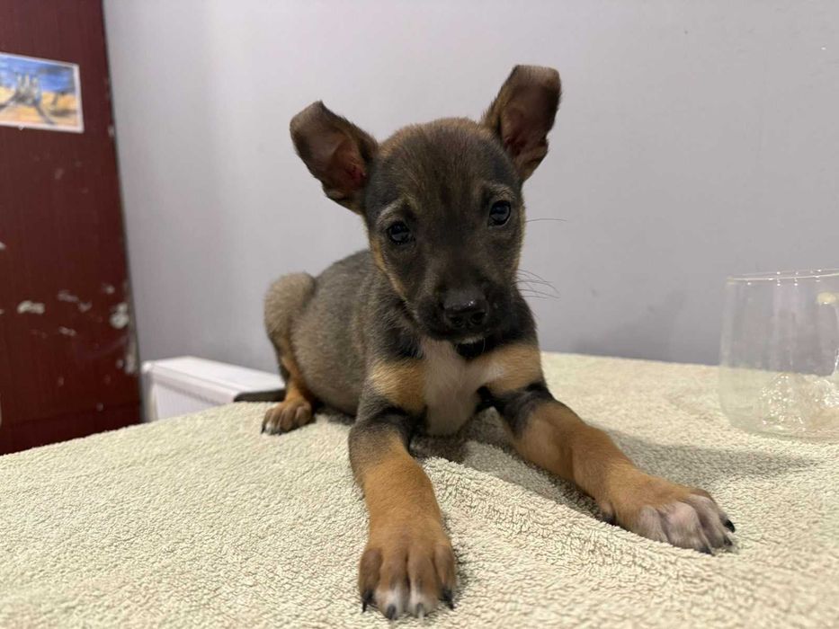 Малюки шукають дім