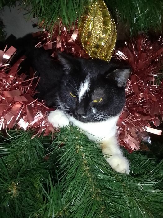 Бублик кіт підліток хлопчик 9 місяців віку