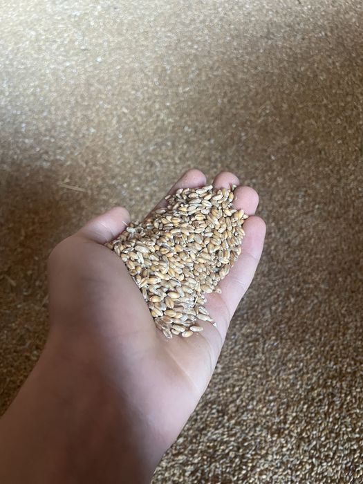 Pszenica workowana możliwy transport