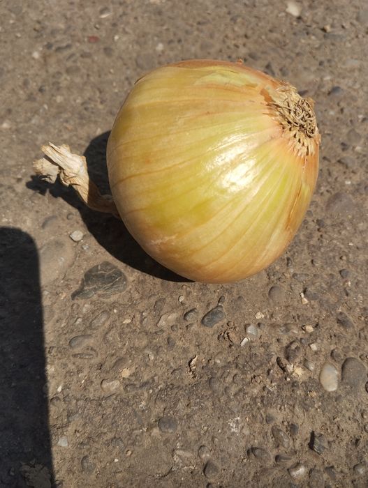 Cebula sucha eko 20kg