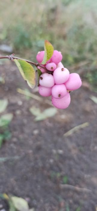 Rośliny ozdobne i krzewy