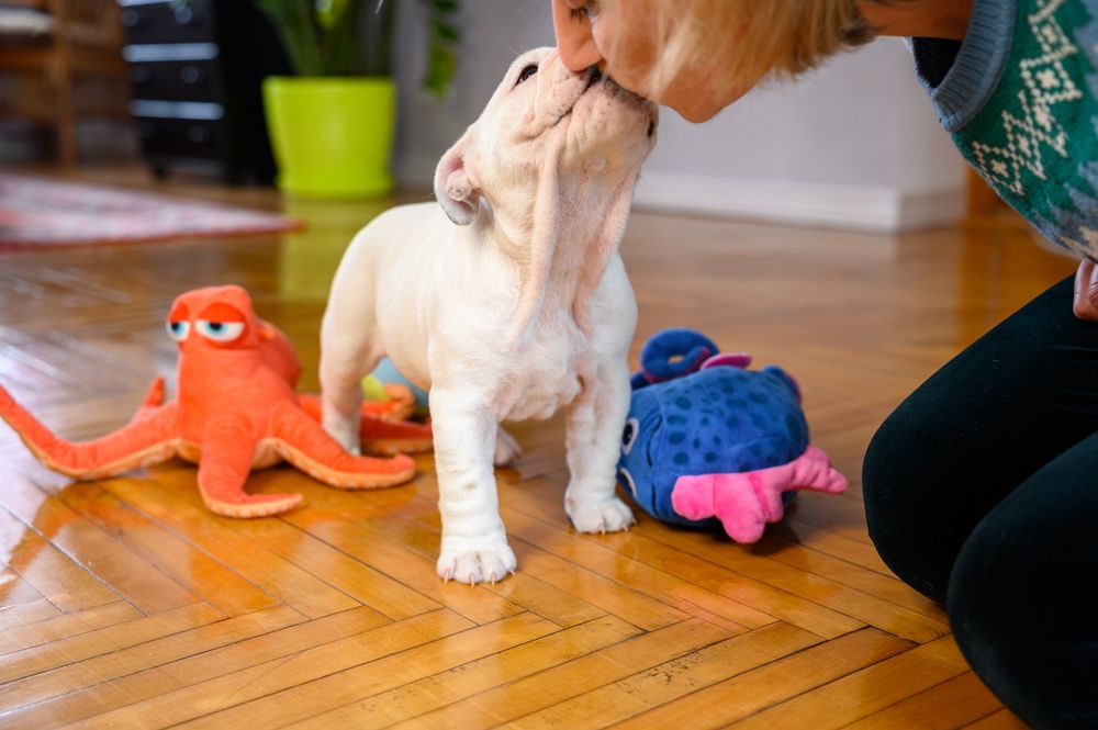 Чудові бульдожки