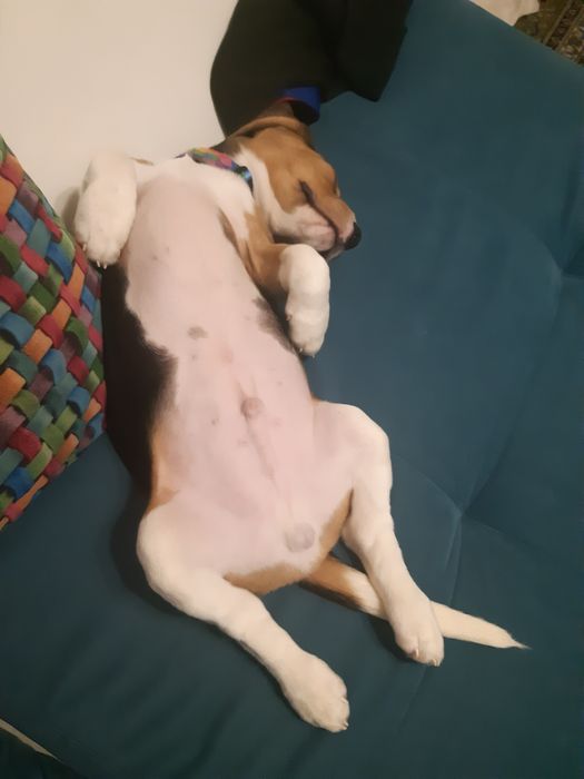 Случка, вязка бигль.