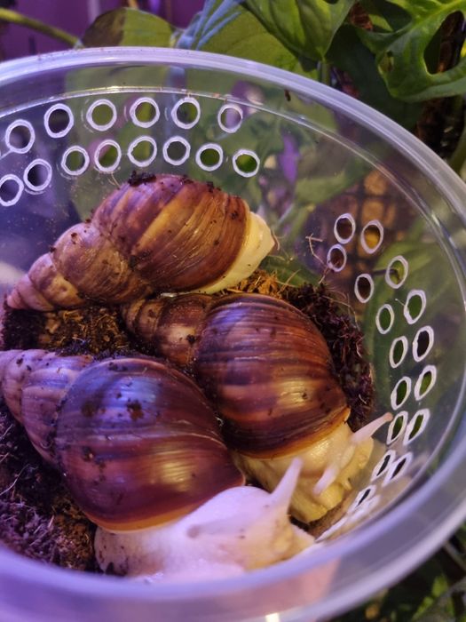 Ślimak afrykański Lissachatina