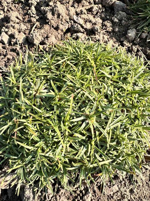 Набір грунтопокривних, вічнозелених рослин