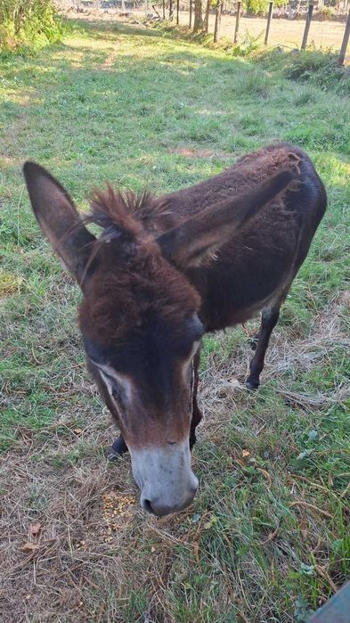 Vendo burro com 18 meses