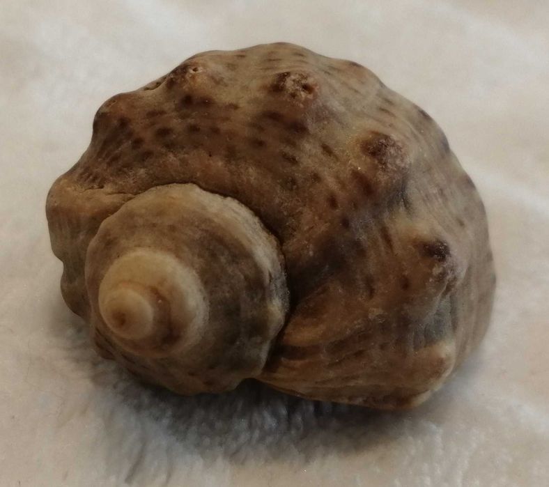 Muszla 4,2cm, 64 (Kreatywne)