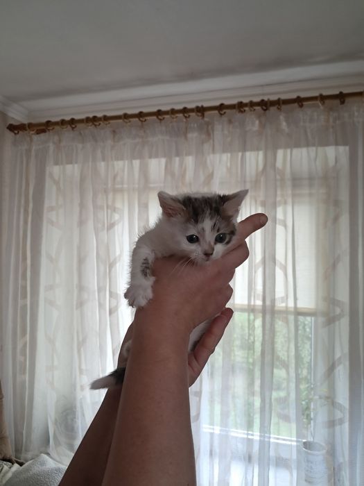 Кошенята в добрі руки