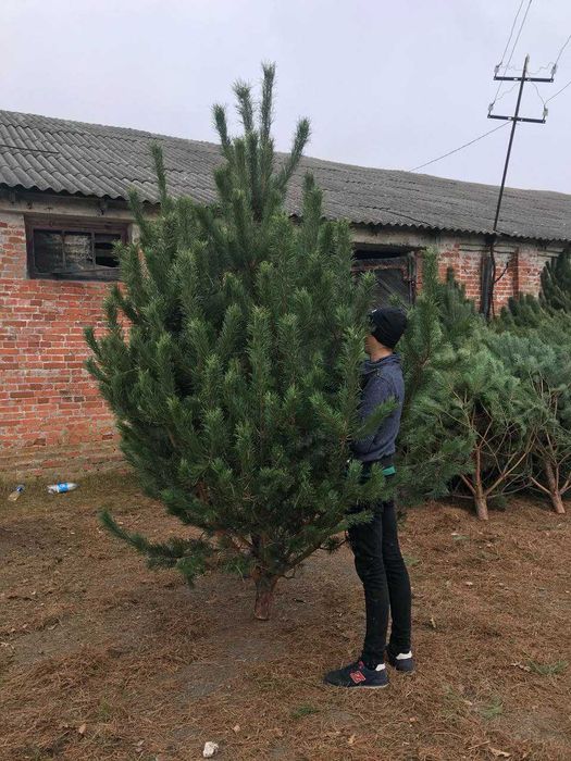 Продам новорічну сосну ОПТ Київ