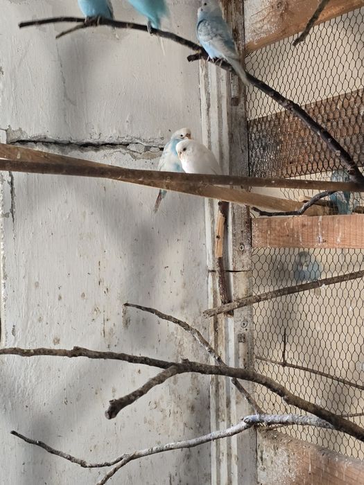 Papugi faliste sprzedam.