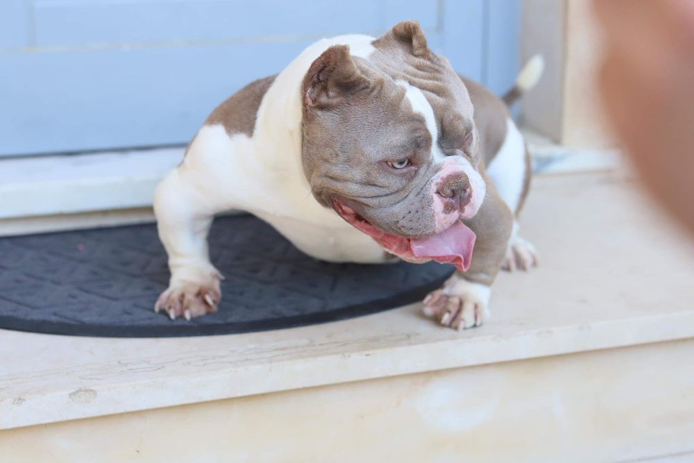 American Bully Micro Exotic