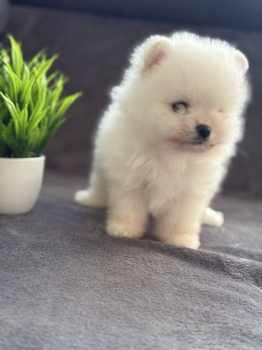 Біле янголятко - неймовірний Померанський хлопчик