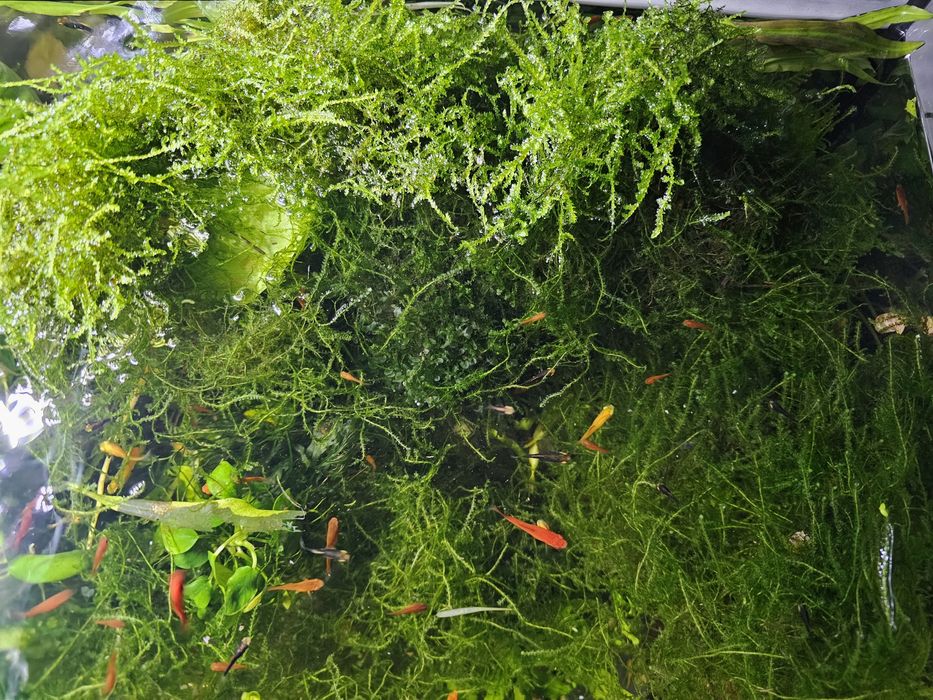 Mech do akwarium sprzedam.