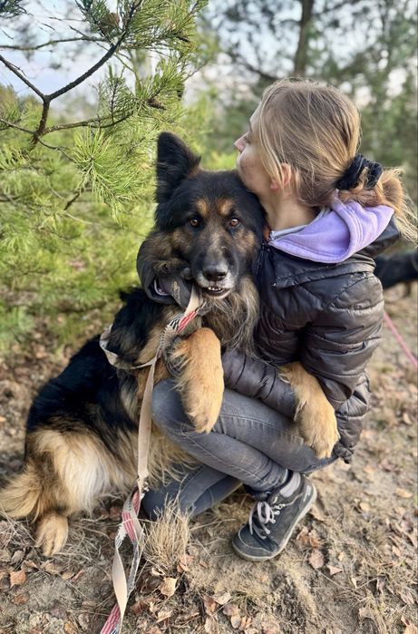 Hades - piękny owczarek niemiecki do adopcji!