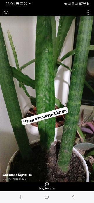 Великий вибір кімнатних рослин