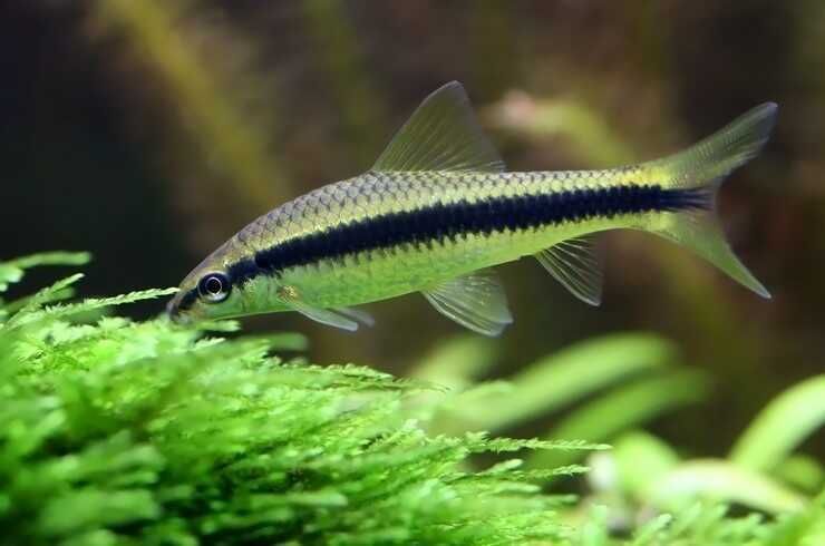 Kosiarka Grubowarg syjamski (Crossocheilus siamensis) WYSYŁKA AKWAWIN