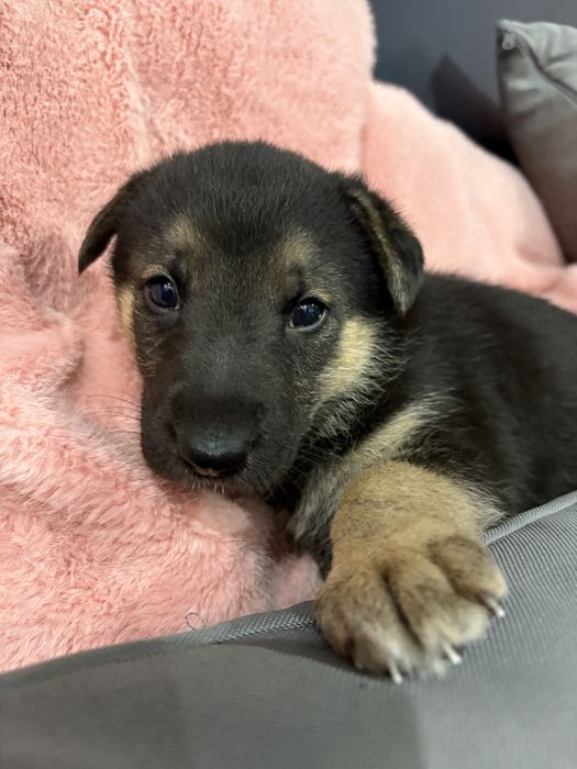 Owczarki szczeniaki szukaja domu- do adopcji