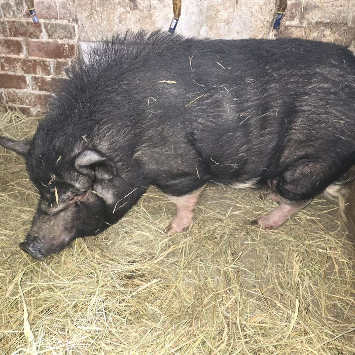 Sprzedam świnię wietnamską