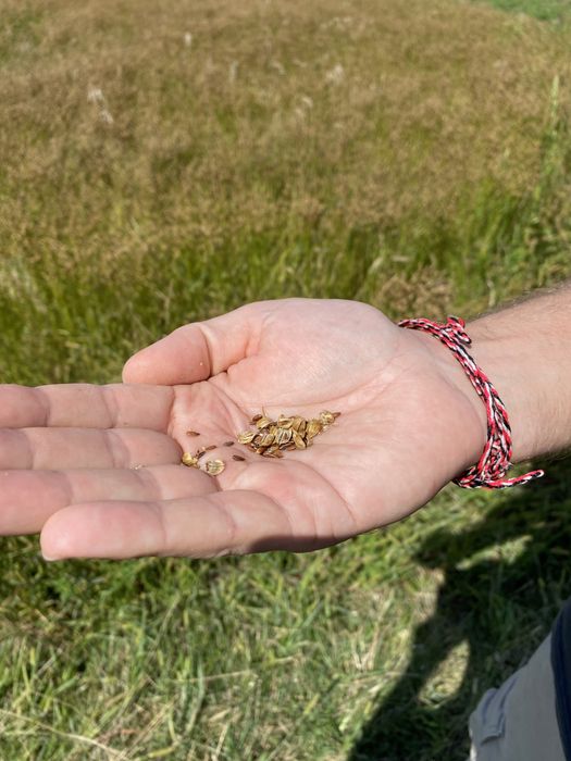 Акція!!! Лляна олія / Льняное масло 0,5 л.