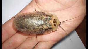 karaczany wielkoskrzydłe