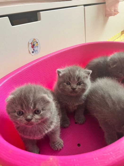 Gatinhos scottish fold