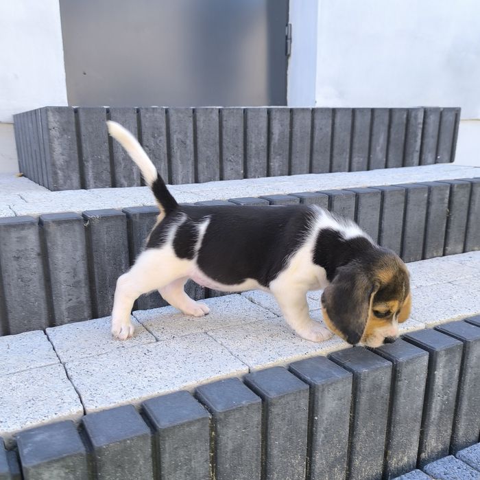 Beagle suczka bicolor Fibi mocna budowa odbiór sierpień
