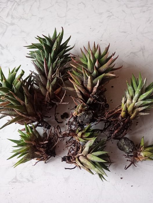 Сукулент хавортія