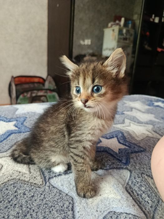 кошенята в добрі руки