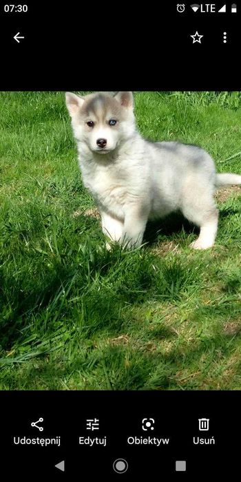Syberian Husky Piesek:)