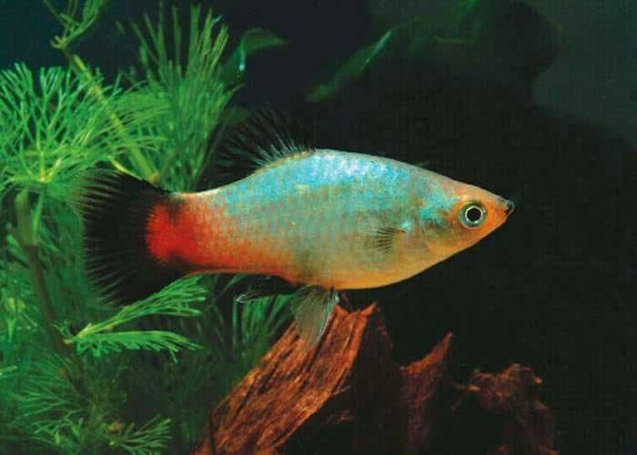 Zmienniak plamisty - Platka - Platynka - ODMIANA RAINBOW - dowóz