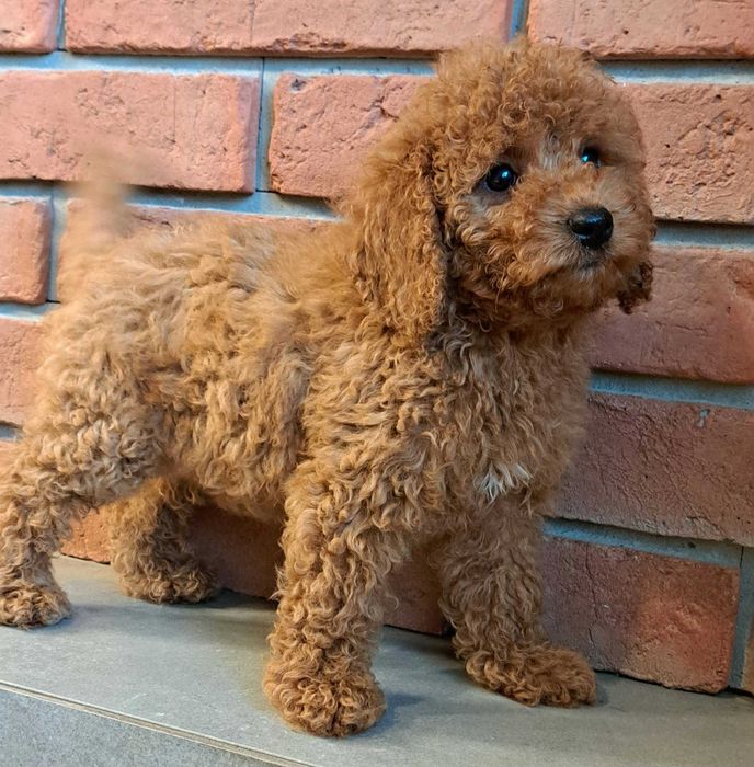 Cockapoo f1b  piękna dziewczynka gotowa  na zmian3 domu