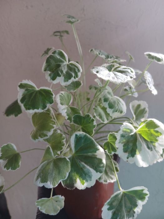 Каланхое, Руєлия, Пеларгония, Калачики