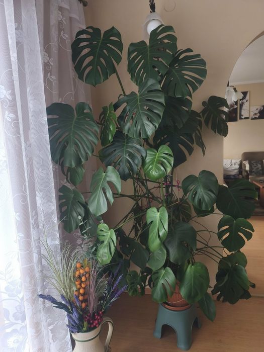 Piękna zdrowa monstera