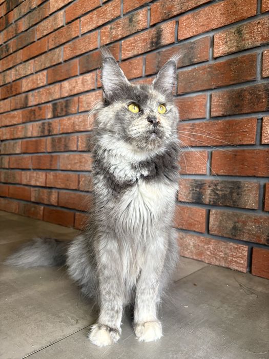 Kotka Maine Coon
