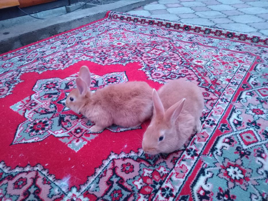 Продаються кролі