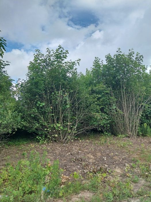 ARONIA Oddam gałęzie aronii w zamian za wycinkę