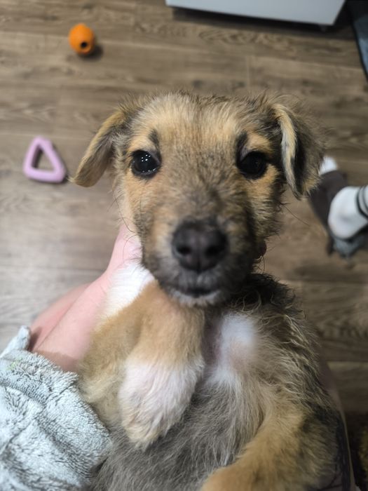 Віддамо щенят в хороші руки. Безкоштовно