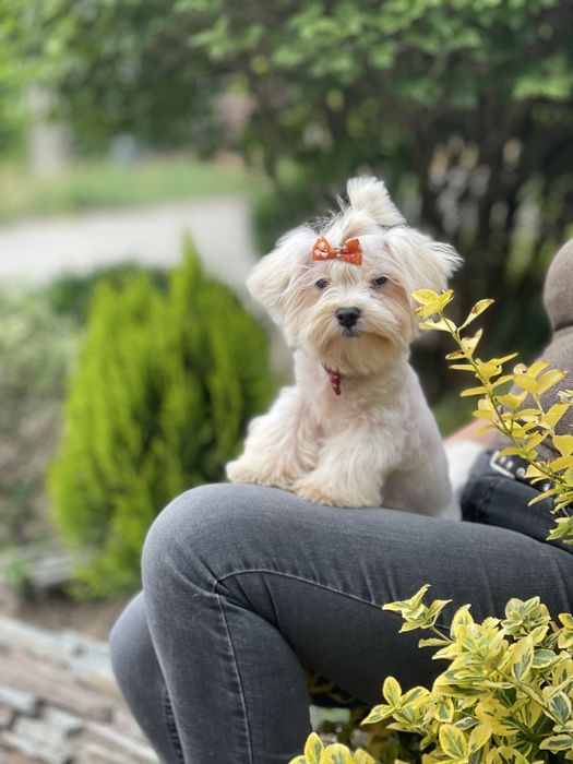 Красунчік мальтійська болонка