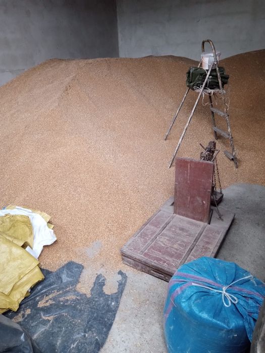 Sprzedam pszenice, jęczmień, pszenżyto