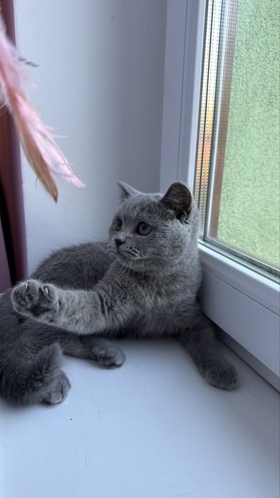 Британське короткошерстне кошеня