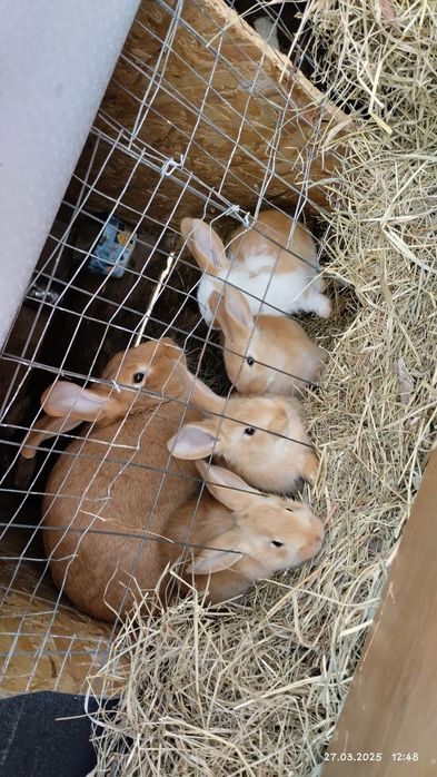 Продається малеча