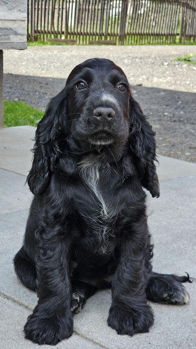 Cocker spaniel angielski