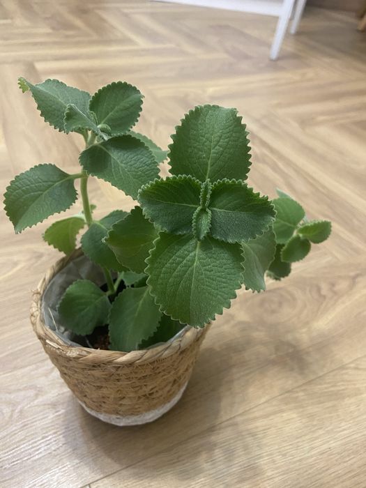 Oregano kubańskie, mieta meksykańska