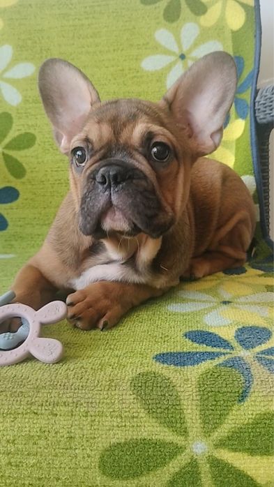 Bulldog frances  blak tan lindissimo